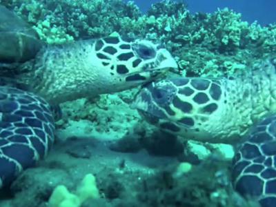 美国夏威夷毛伊岛海岸海龟像猫一样相互偎依