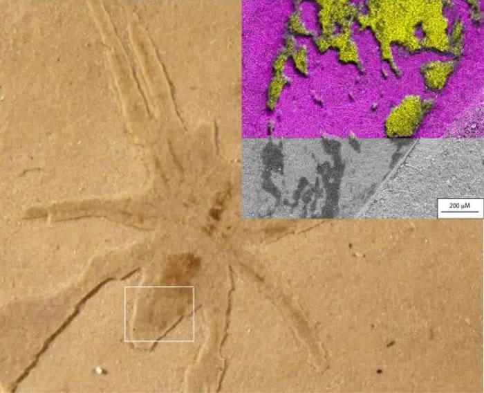 蜘蛛化石白色方框内为扫描电镜图像位置，右上为硫（黄色）和硅（粉红色）化学图像(图源：论文通讯作者)。　施普林格·自然 供图