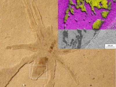 法国南部出土的2250万年前蜘蛛化石之所以保存得异常完好 硅藻这种微藻功不可没