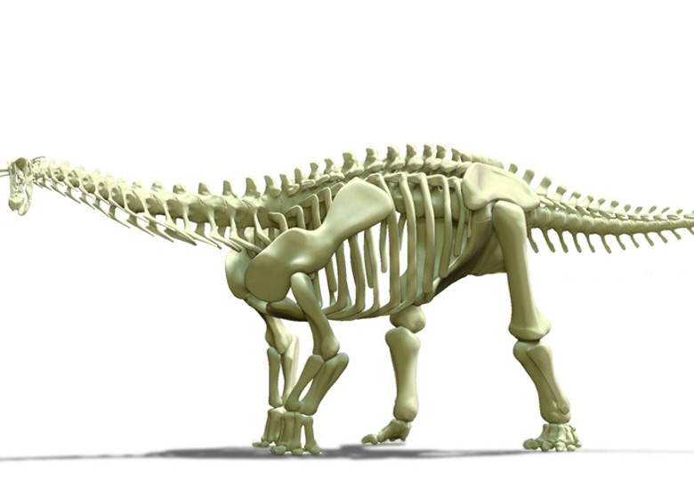 澳洲昆士兰省西部内陆地区十年前出土的恐龙化石——草食性迪亚曼蒂纳龙
