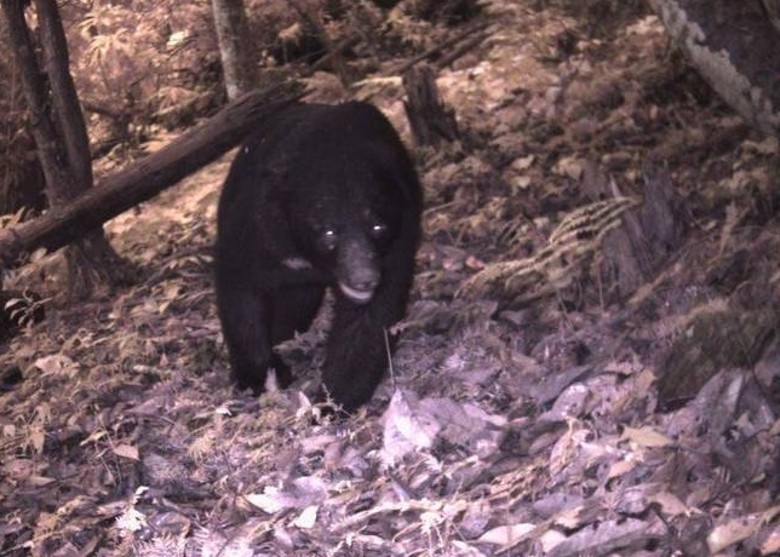 台湾玉山国家公园黑熊频繁出没 半个月来6宗