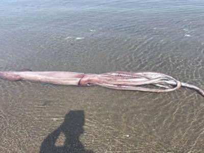 日本福井县乌古海滩3公尺长深海巨型鱿鱼被冲上岸