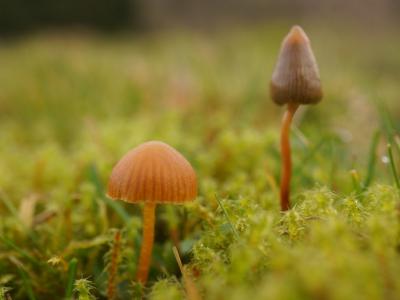 迷幻蘑菇中萃取出来的化合物“赛洛西宾”有神奇疗效 能“重设”抑郁症患者大脑