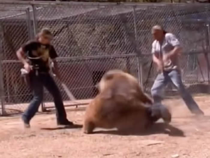 2008年美国西维吉尼亚州灰熊洛奇（Rocky）误解指令咬死驯兽师