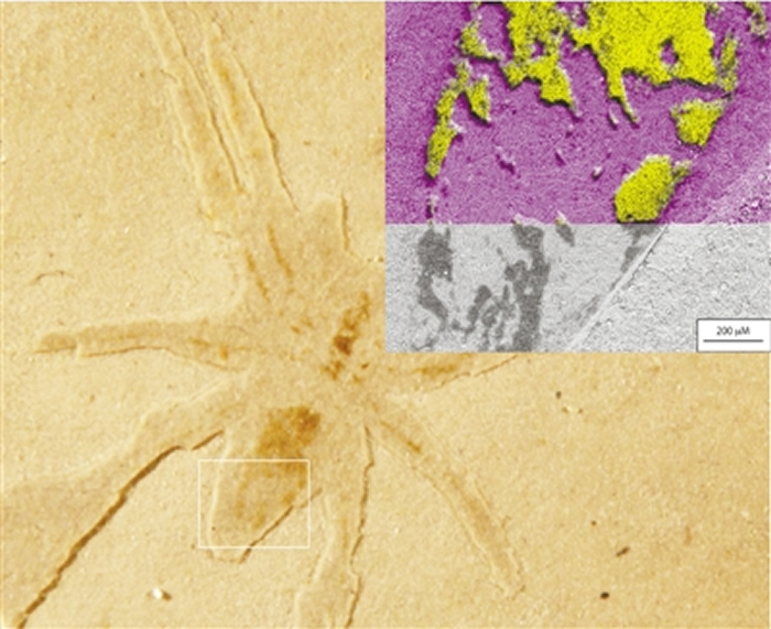 图为来自法国普罗旺斯艾克斯的蜘蛛化石。白色方框内显示了扫描电镜图像的位置，右上方看到的硫（黄色）和硅（粉红色）的化学图像。这些信息共同揭示了化石上的黑色富硫聚合