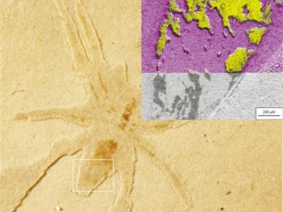 法国出土的2250万年前蜘蛛化石之所以保存得异常完好 或许要得益于硅藻的分泌物