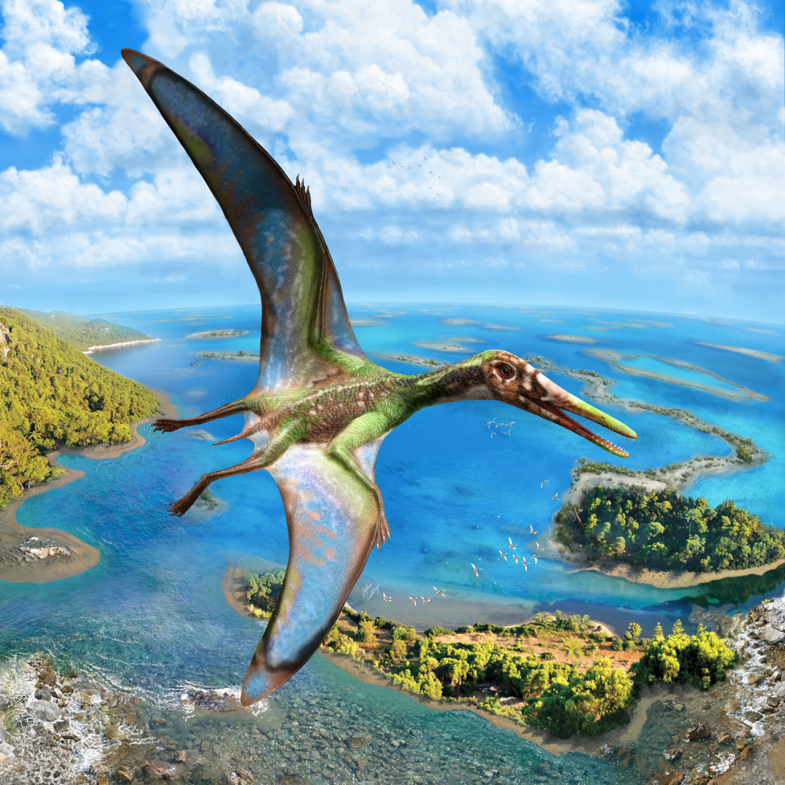 翼龙早于一亿五千万年前已能像鸭子一样在水面起飞