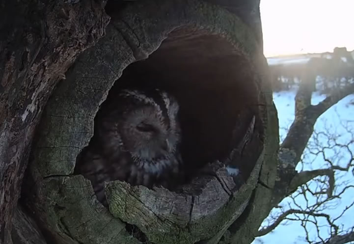 英国灰林鸮妈妈Luna下蛋没有成功孵化 回到窝中却发现里面多了2只灰林鸮宝宝