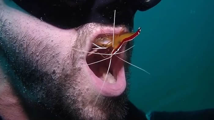潜水员每周都潜水找太平洋清洁虾洗牙2次