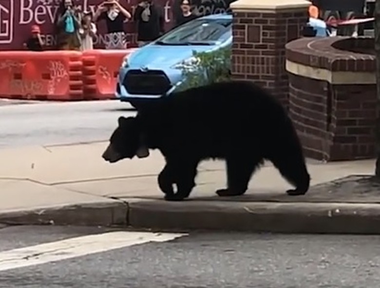 美国北卡罗莱纳州艾斯维尔巿闹市现黑熊 旁若无人施施然过马路