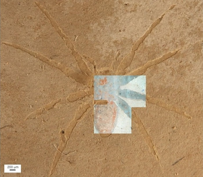 矽藻覆盖蜘蛛化石表面助完好保存2250万年