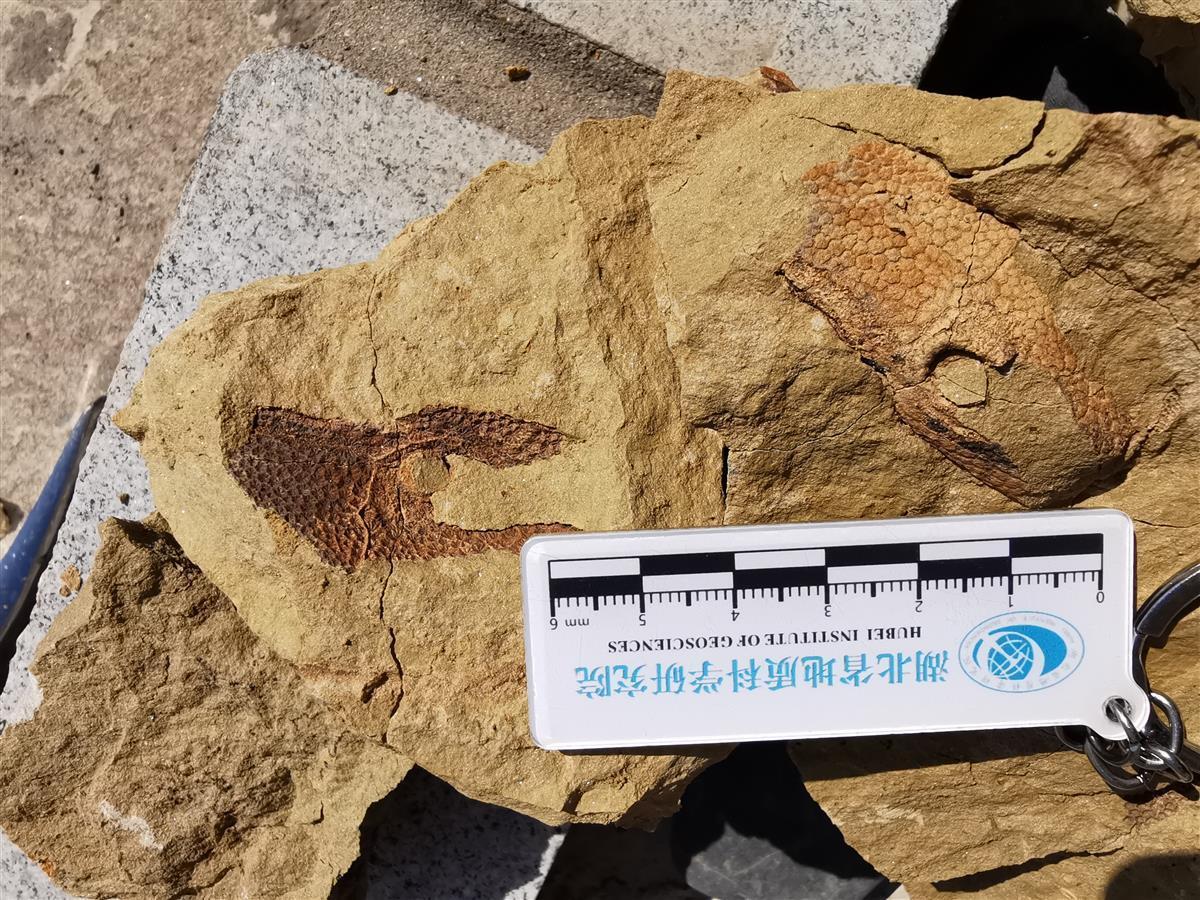 众多的古生物化石证明在4.3亿多年前武汉地区曾是一片浅海 是鱼类生物的王国