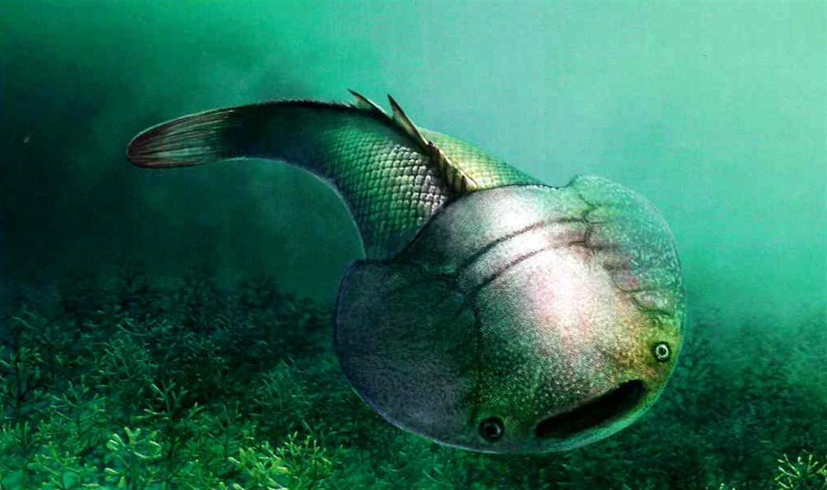 众多的古生物化石证明在4.3亿多年前武汉地区曾是一片浅海 是鱼类生物的王国
