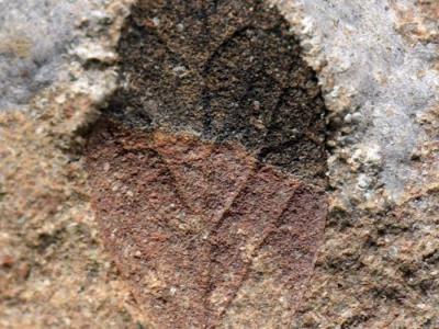 一千五百万年前喜马拉雅山脉的植物化石长什么样？
