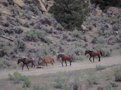 美国科罗拉多州有多达85匹野马因感染未知高传染性疾病集体死亡