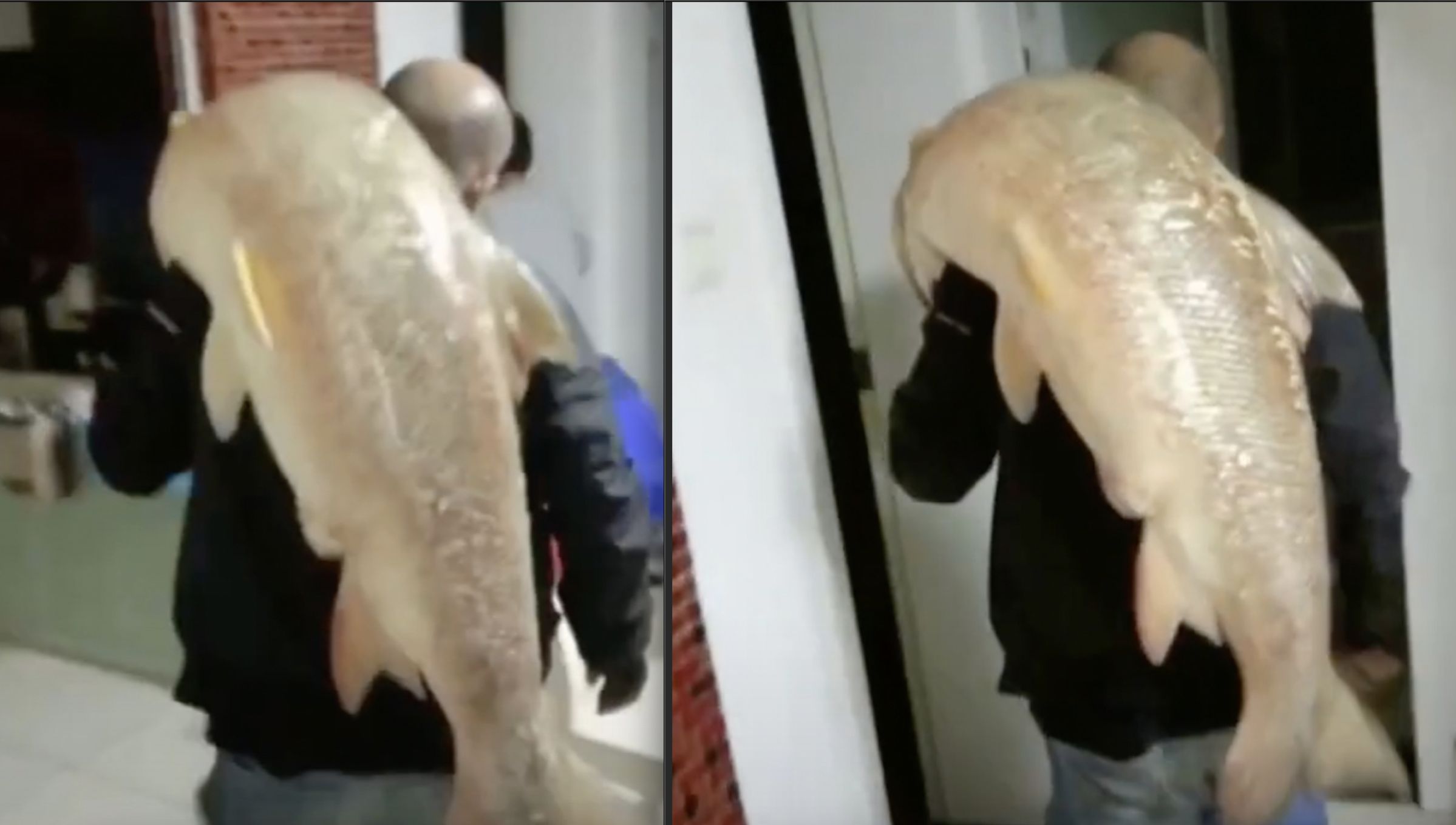 湖南株洲男子在湘江钓获一条重达63斤的鳡鱼
