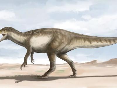 阿根廷发现白垩纪顶级掠食者恐龙 以体型较小的恐龙为食