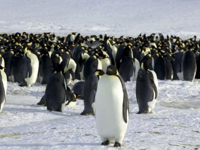 气候变迁：南极洲皇帝企鹅面临在未来30至40年内绝种的严重风险
