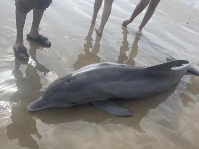 美国德克萨斯州的金塔纳海滩宽吻海豚搁浅 遭游客包围骑乘惨溺死
