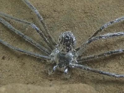 《动物行为学》杂志：蜘蛛Trechalea extensa在竟然在水下躲藏了30分钟之久