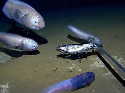 “暗黑果冻鱼”：澳洲西部印度洋深海发现新的深海狮子鱼 出水面就会迅速融化
