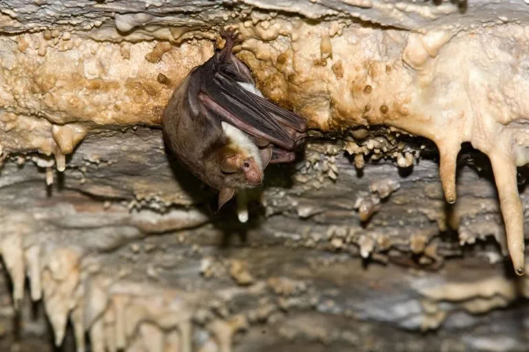 发现哺乳动物中第一个贝茨氏拟态案例：大鼠耳蝠模仿大黄蜂的嗡嗡声来阻止猫头鹰