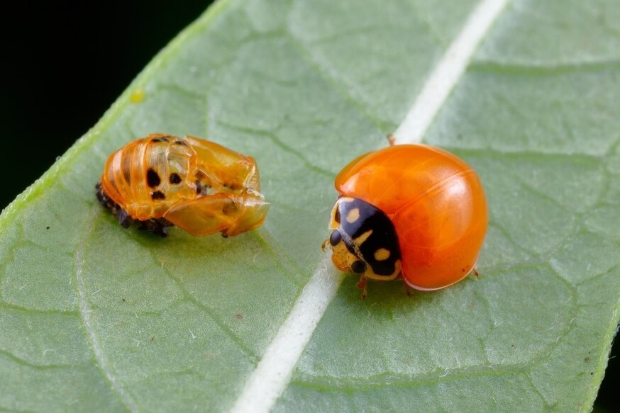许多昆虫（例如图中橘色的瓢虫）在蜕皮后外骨骼硬化之前，很容易遭到略食者攻击。 PHOTOGRAPH BY GEORGE GRALL, NAT GEO IMAGE