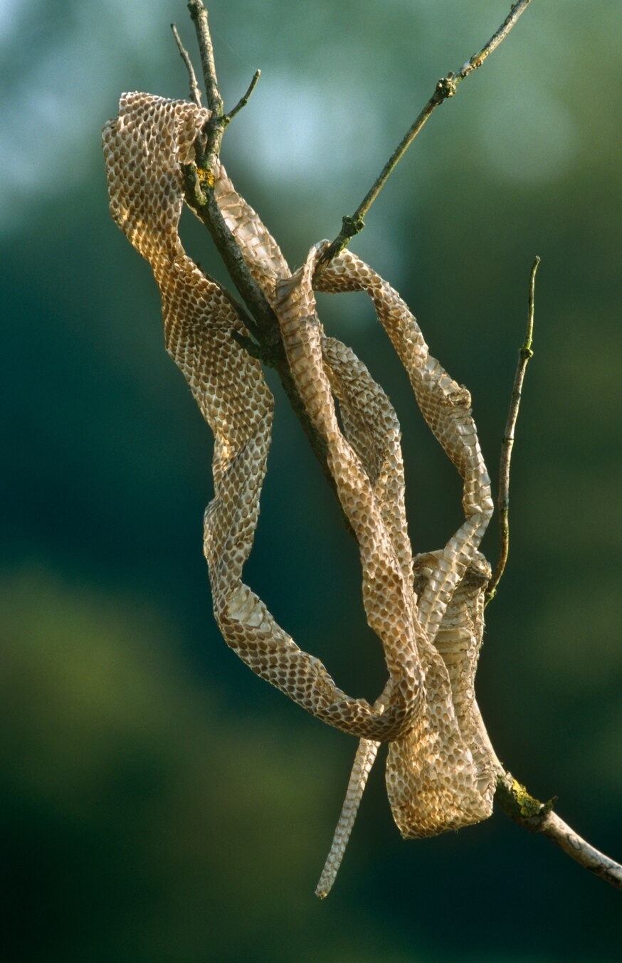 可以透过蛇皮来鉴定蛇种。 （图中是神医锦蛇（Zamenis longissimus）的蛇皮）。 PHOTOGRAPH BY INGO ARNDT, NATURE