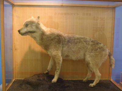 基于化石的DNA研究称日本狼的进化过程或比传统观点所认为更复杂