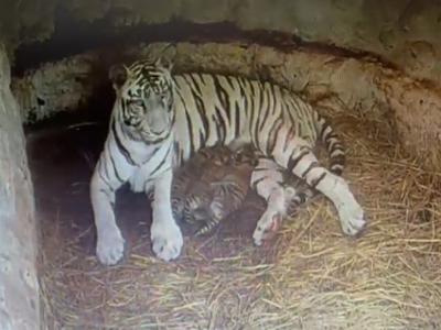 印度卡纳塔克邦动物园患有白化病的雌老虎Thara诞下3只幼崽 毛色正常