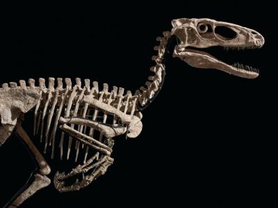 《侏罗纪公园》中的迅猛龙原型骨架——世界上最完整的恐爪龙化石1241万美元易主
