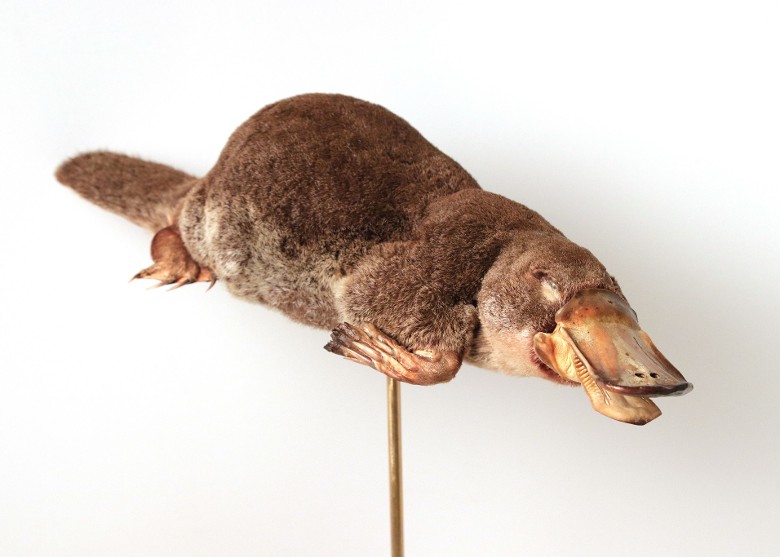 剑桥大学动物学博物馆发现湮没150年之久的鸭嘴兽标本 为当年支持进化论的重要证据