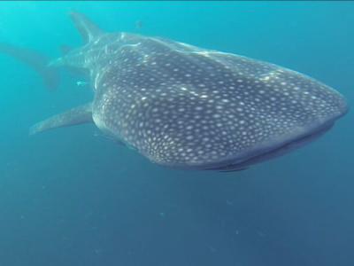 卡塔尔敦促不要接近世界上最大的鱼类——鲸鲨的聚集地