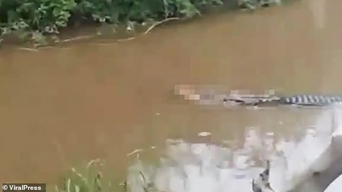 印尼苏拉威西岛渔民捕鱼被鳄鱼拖入河中活生生吃掉