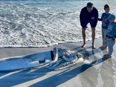 南非Kommetjie海岸一只长达3.5公尺的罕见巨型鱿鱼被冲上岸