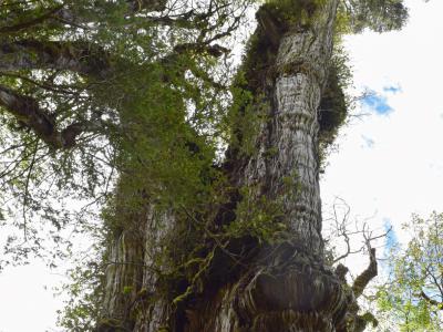 地球上最古老生物个体：世界上最古老的树Alerce Milenario 智利柏已生长5400年