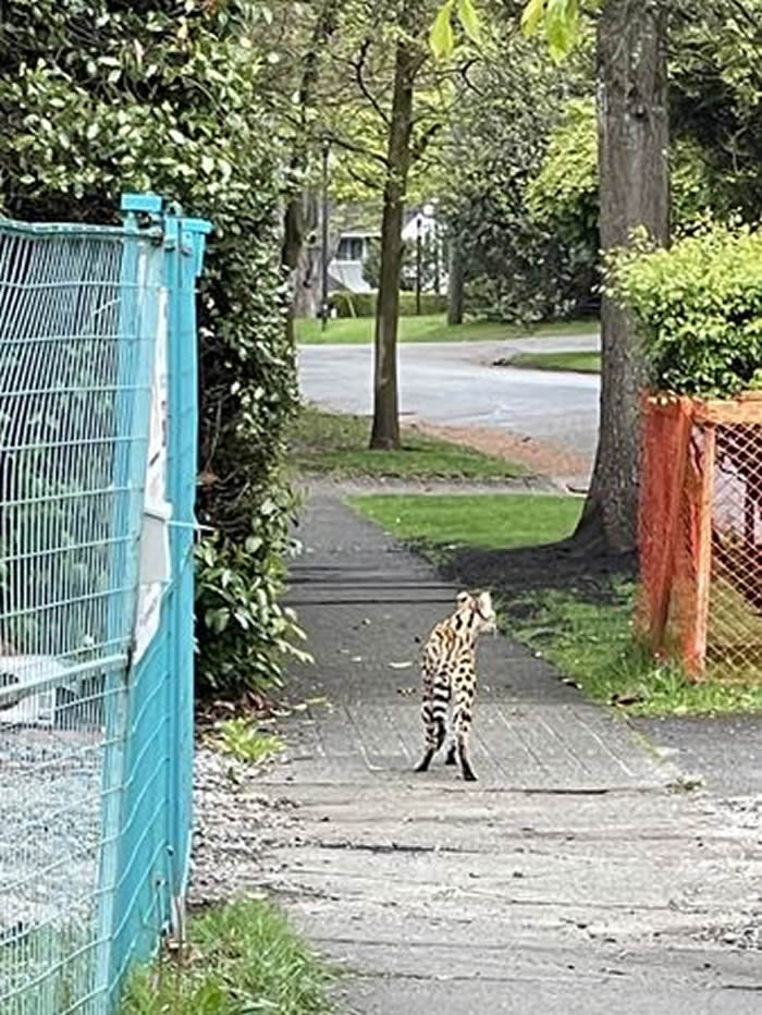 加拿大温哥华民众报警说家门外有美洲狮游荡 警方赶到说是热带草原猫