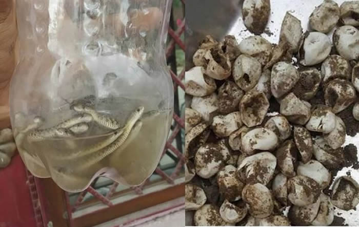 印度北方邦男子家中浴室地板发现60条小蛇和75颗蛋壳 有15条蛇下落不明
