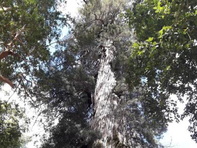 智利阿莱尔塞科斯特罗国家公园一棵智利柏可能是地球上最古老的树木 年龄约5484岁