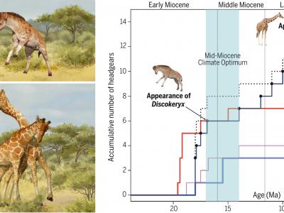 化石研究显示头部冲撞争斗促使长颈鹿演化出修长的颈项