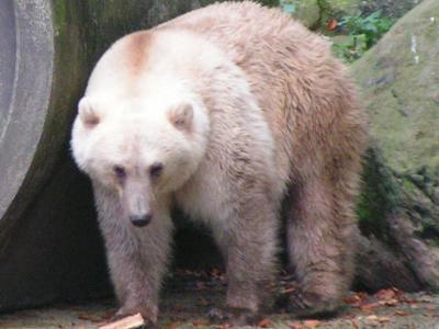 气候变化正促使灰熊与北极熊交配产生越来越多“灰北极熊”