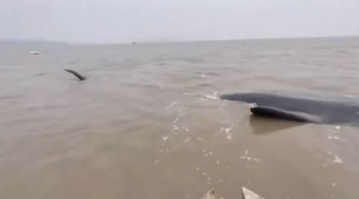 宁波市石浦市海滩巨大抹香鲸搁浅 救援人员花近20小时帮助它回到深海