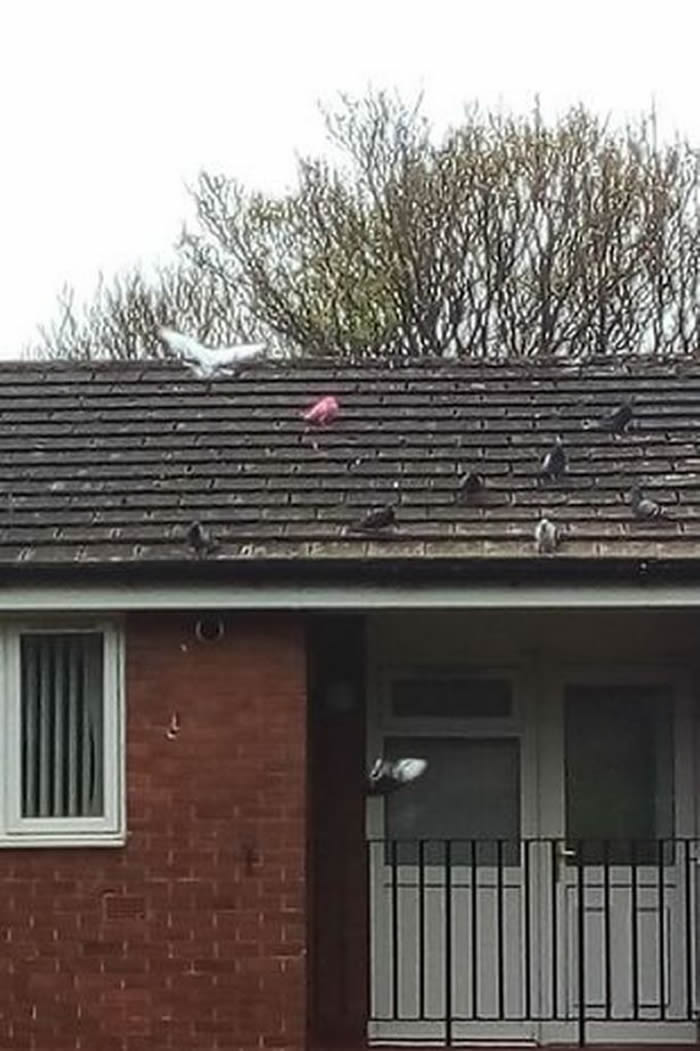 英国兰开夏郡女子发现罕见粉红色鸽子