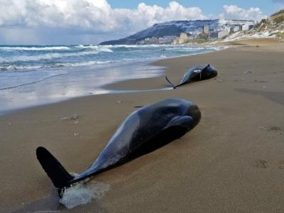 黑海沿岸出现数百条海豚尸体 死因怀疑与军用声纳及水雷有关