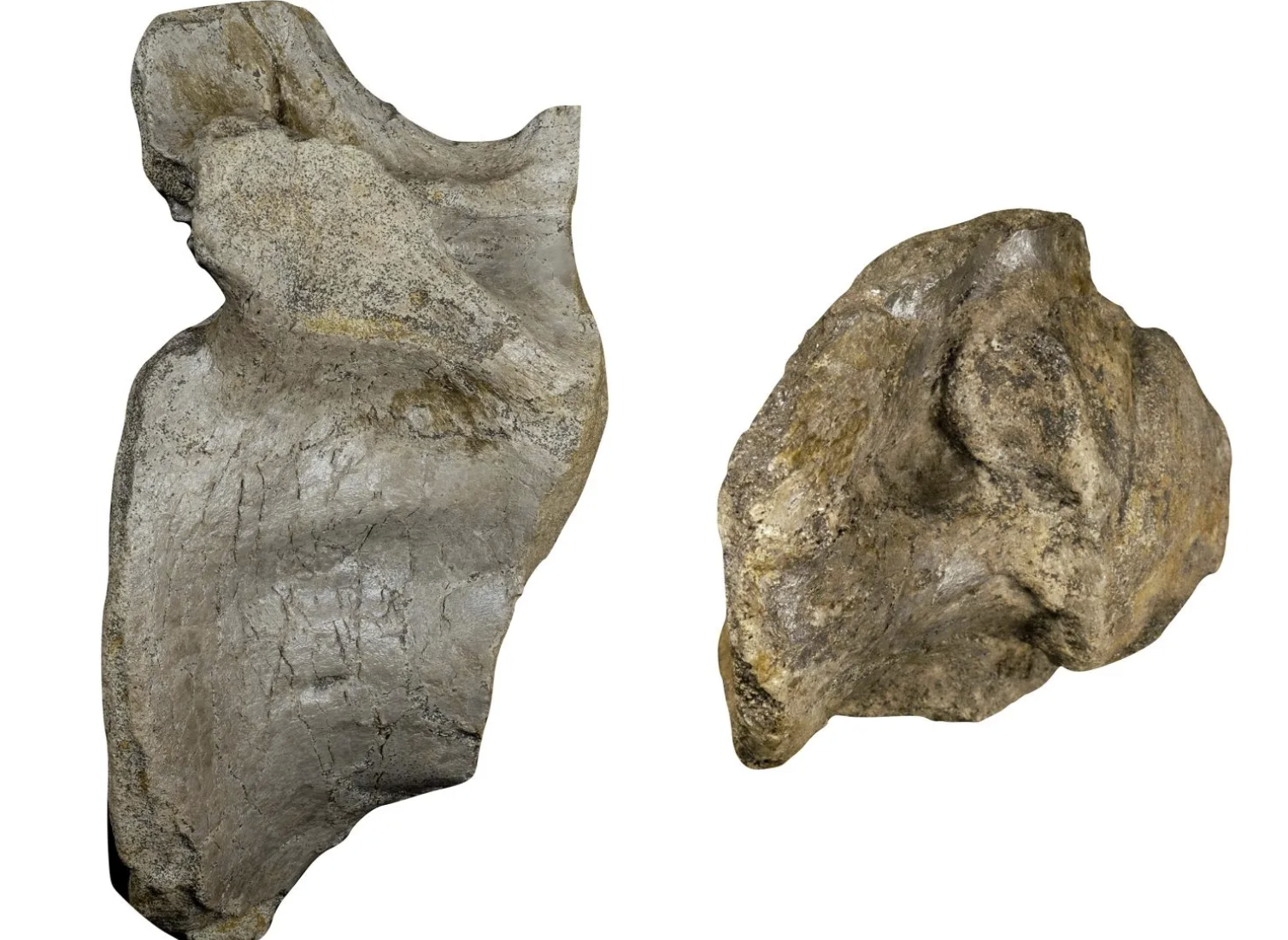 英国英格兰怀特岛发现欧洲已知最大陆地恐龙化石