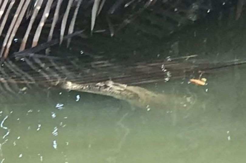 马来西亚男子在河边修缮自家房屋时突然遭到鳄鱼攻击 疯狂拍头才顺利逃脱