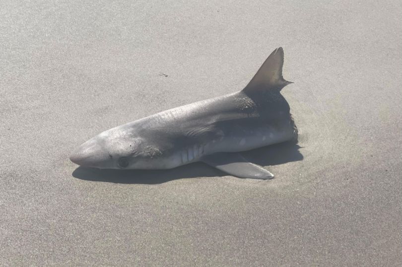 谁是凶手？加拿大橡树岛沙滩发现极其诡异的半截鲨鱼尸体