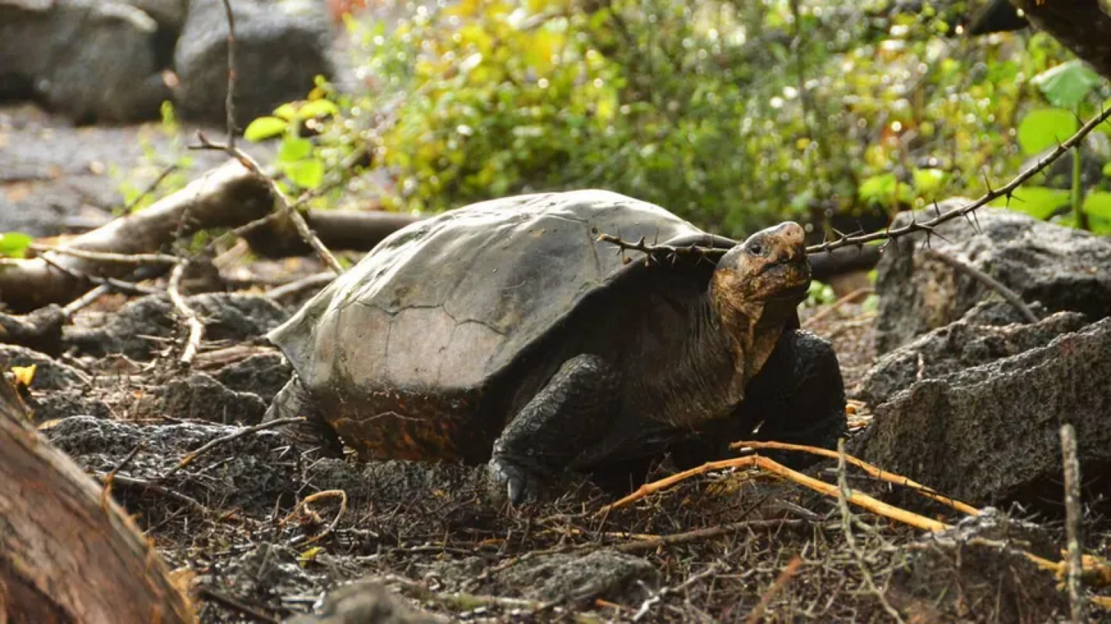 费尔南迪纳岛上发现加拉帕戈斯巨龟：系100多年来首次被确认的同类物种