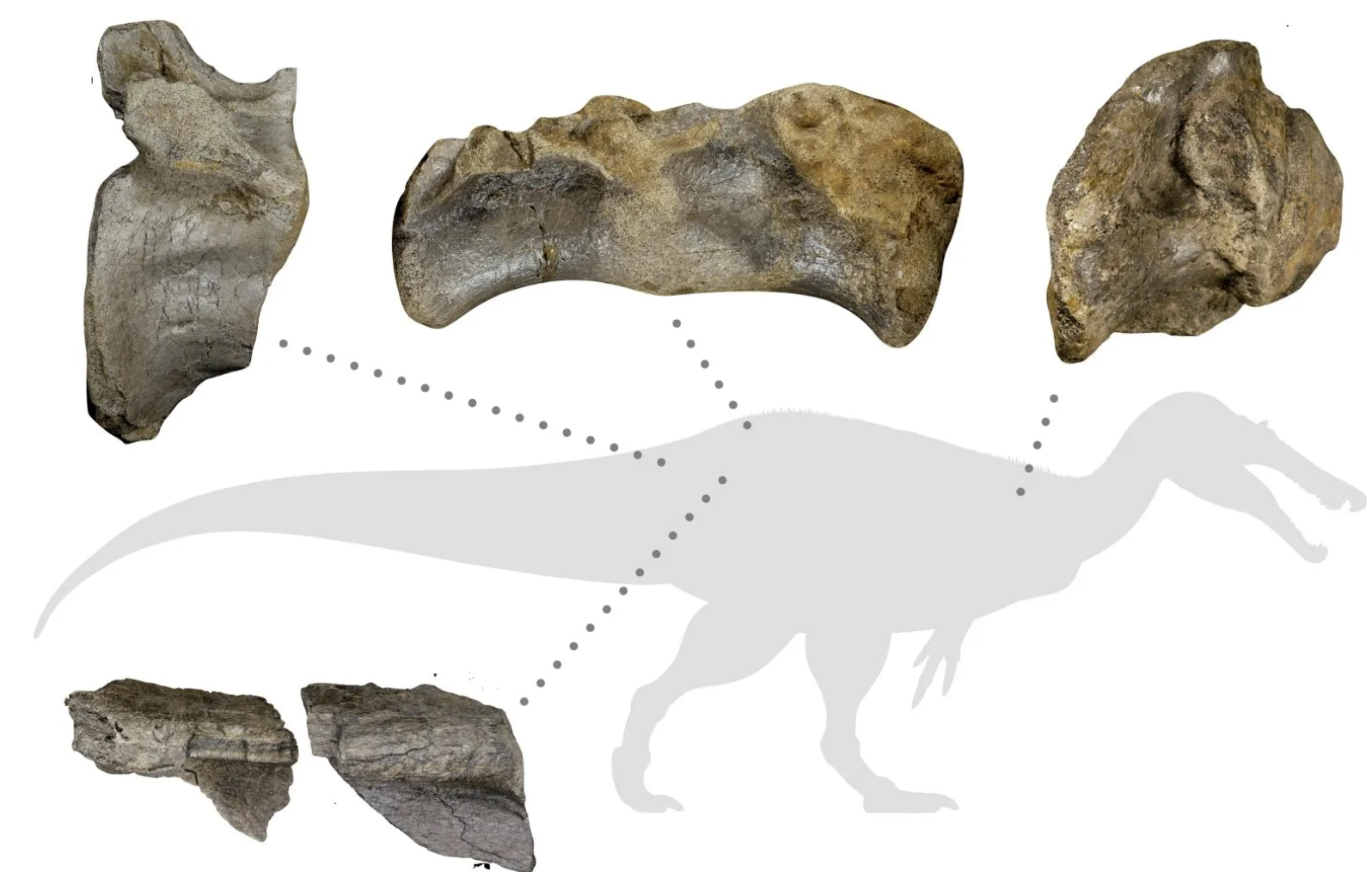 英国怀特岛出土白石棘龙化石 料成欧洲大陆最大肉食恐龙