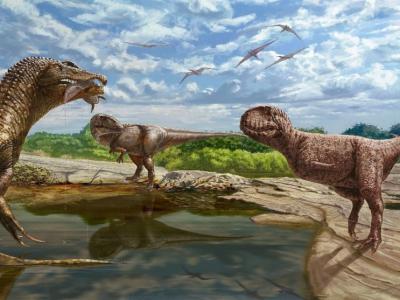 埃及撒哈拉沙漠西部著名化石遗址出土9800万年前阿贝力龙科恐龙化石